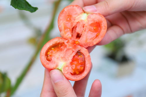 農產品上行新趨勢 凱盛浩豐上淘特賣新品草莓番茄