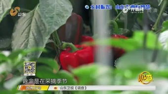 智能農(nóng)業(yè)新篇章 夫妻攜手，手機遠(yuǎn)程掌控三座蔬菜大棚