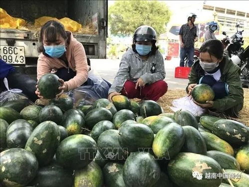 疫情下的越南農(nóng)產(chǎn)品 化挑戰(zhàn)為機(jī)遇的生產(chǎn)轉(zhuǎn)型之路