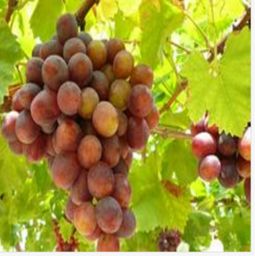 探索天狼網(wǎng) 糧油水果、肉菜水產(chǎn)到百大行業(yè)一站式供應(yīng)商機(jī)