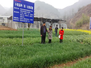 商南縣農業技術推廣中心開展病蟲防治，助力農業技術推廣工作